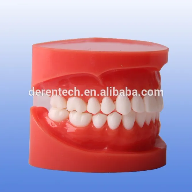 بسيطة نموذج الأسنان القياسية