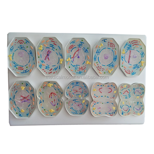 Mô Hình Động Vật Học Mitosis Và Meiosis Của Thực Vật Và Động Vật - Product Image 2