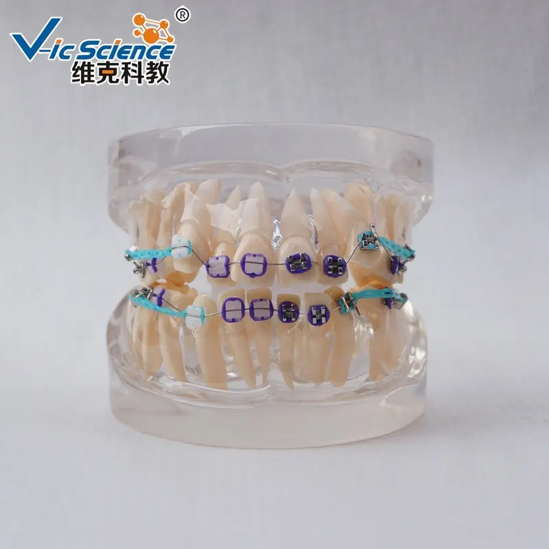24 adet plastik insan yaşam boyutu diş öğretim orto seramik parantez diş modeli tıbbi anatomik modeli