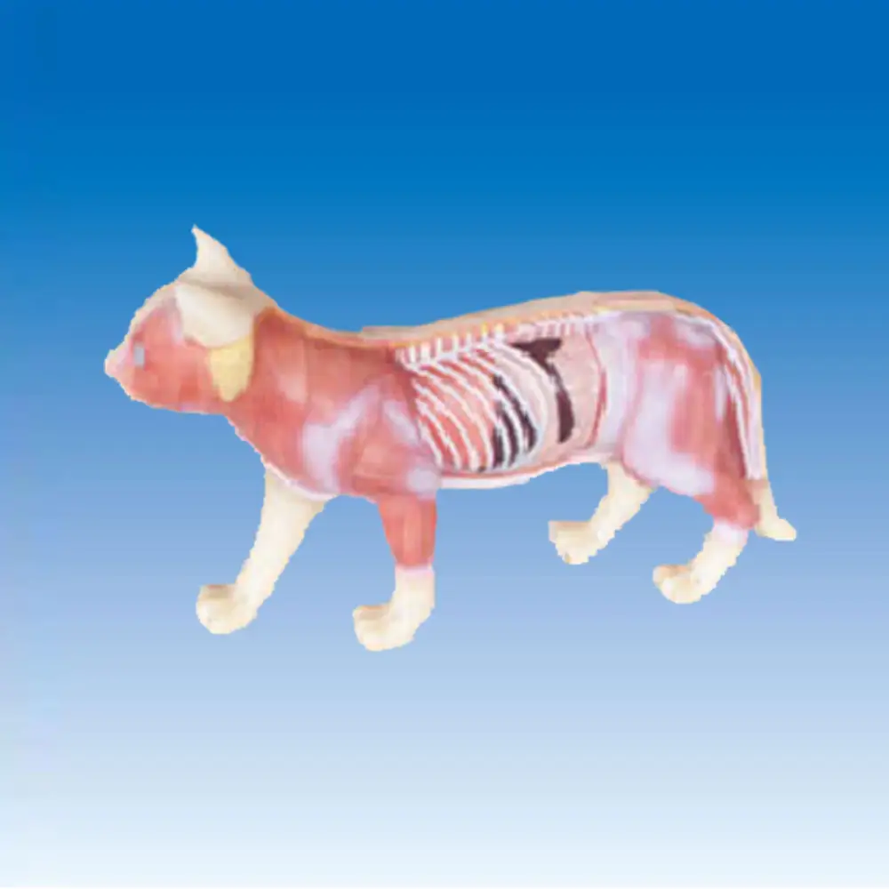 Modelo de cuerpo Animal para veterinario, modelo de acupuntura para cuerpo de gato