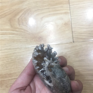 稀有愈合天然马达加斯加Ammonite化石水晶矿物