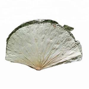 Yüksek Kaliteli Organik Lotus Kurutulmuş Bütün Yaprak, Dilim, Çay keser, Granül, Tozlar - Product Image 6
