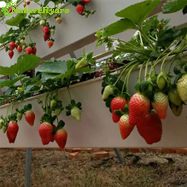 Hydroponics-bandeja vertical tipo U, sistema de cultivo de fresa, lechuga y verduras