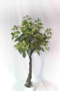 Ornamental Bonsai <strong>Shrub</strong> - Product Image 6