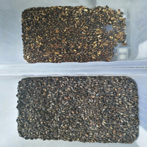 Clasificador de colores de plástico, automático, mini máquina clasificadora de color de té - Product Image 5