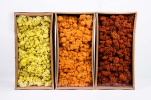 永遠の苔は永遠に長く保存されます - Product Image 6