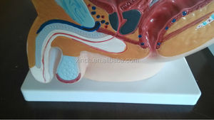 ระบบสืบพันธุ์เพศชาย - Product Image 3
