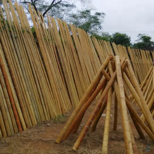 Tonkin-Bastones de bambú de alta calidad, bastón de mimbre Natural para decoración y palos de plantas de jardín