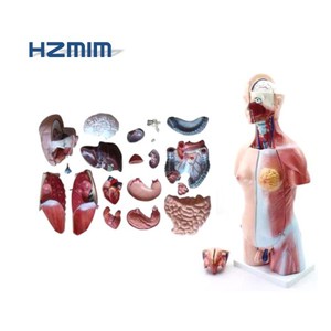 Life-size Medical Science Anatomical Model, Plastic <strong>Human</strong> Anatomical Model - Product Image 1
