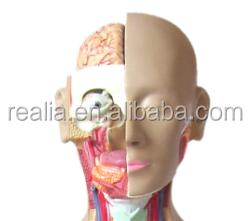 HM-BD-167 85cm duelsex değiştirilebilir İnsan anatomisi <span class=keywords><strong>torso</strong></span> modeli 28 parça