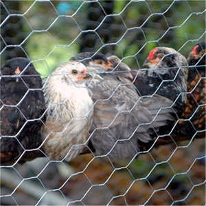 Red galvanizada para conejos y pollos, cerca de jardín, malla, borde de alambre, 100 pies - Product Image 4