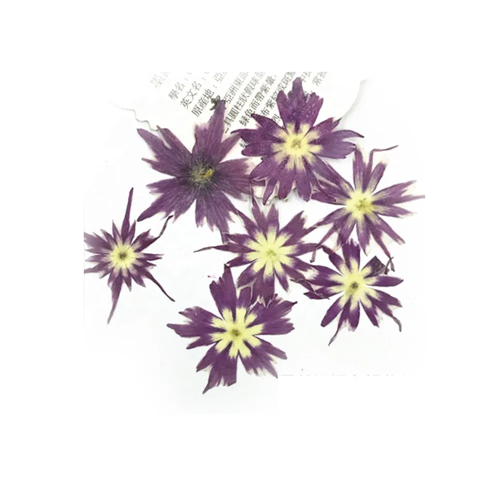 Echt getrockneter gepresster Blumen stern Phlox