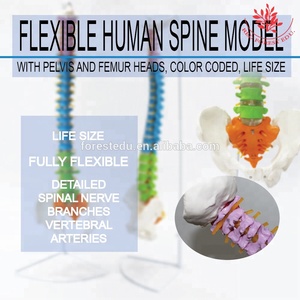 85cm lebensgroße flexible PVC-Wirbelsäule Modell FRT016 Farb codierter Kunststoff Medizinische Lumbal-Becken-Demonstration Menschliches anatomisches Modell