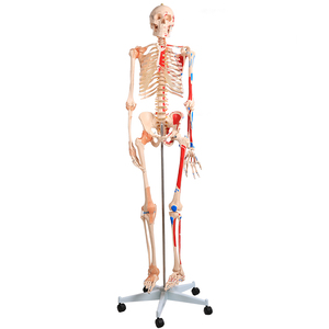 180 CM insan iskelet modeli Renkli Kas Ve Ligament Ile - Product Image 1