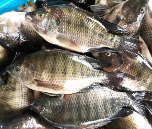 Supplier Wholesale Seafood Price Per Kg Whole Frozen Black Round <strong>Tilapia</strong> Fish WR Fresh Frozen Black <strong>Tilapia</strong> 800-1000g