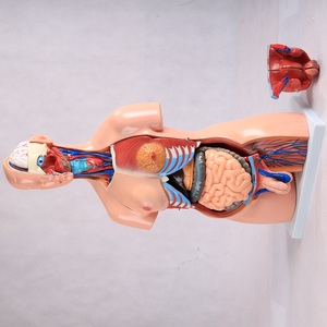 Quality Science China Advanced Anatomical Doll <strong>Human</strong> Teaching Medical Eye Model 85cm Anatomy Plastic Body Torso Trunk Manikin