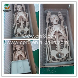 BIX-A1003 Medical Science <strong>Human</strong> Body Parts 84CM Skeleton Model for Teaching and Learning Anatomy - Product Image 3
