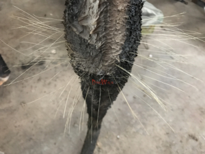 大きなサイズのアニマトロニック不気味なクモ屋外装飾ハロウィーンモデル