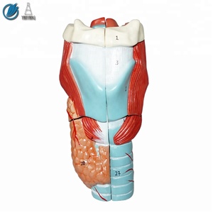 Human Plastic Anatomical <strong>Larynx</strong> Model, Throat Model - Product Image 3