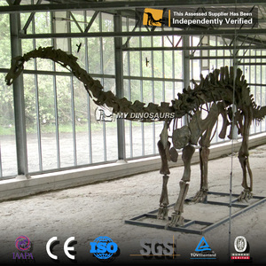 BENIM DINO-SF58 Diplodocus ve Apatosaurus Simülasyon İskelet Modeli - Product Image 3