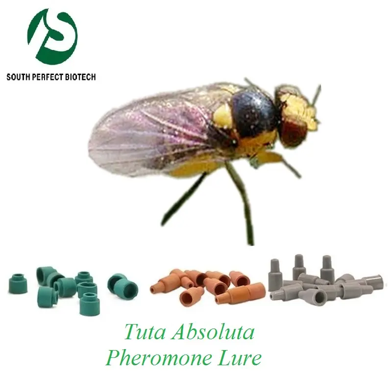 Tuta absoluta& Liriomyza bryoniae Tomato Leaf Miner insect pheromone lure for Vegetable pest control