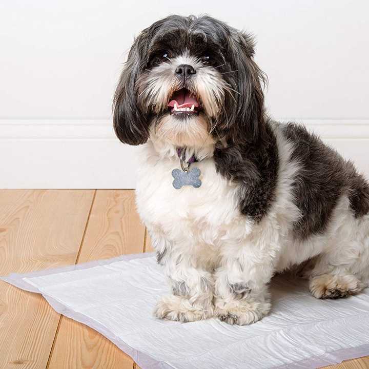 Free sample factory  dog treadmill regular pet dog and puppy training pads with factory price