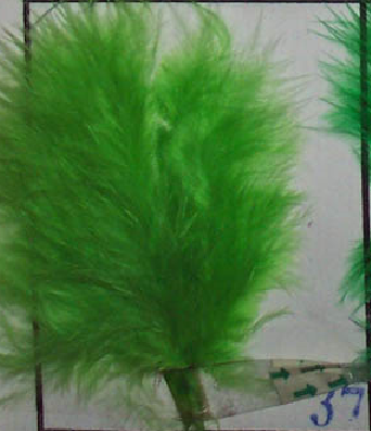 Vert Lime