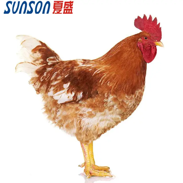 Suministro de fabricación de enzimas avícolas para aditivo alimentario