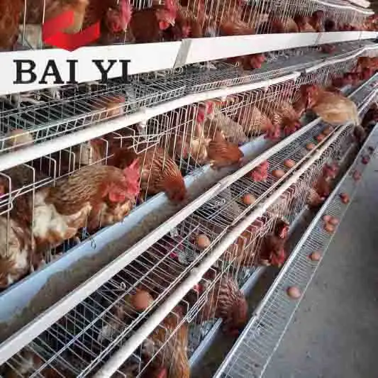 Jaulas más vendidas para gallinas ponedoras, jaulas de pollo usadas en venta, nombre de granjas de aves de corral