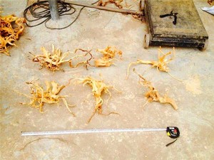 Sản Phẩm Mới 2015 Bán Chạy Nhất Được Lựa Chọn Trang Trí Cảnh Quan Hồ Cá Rễ Cây Đỗ Quyên - Product Image 6