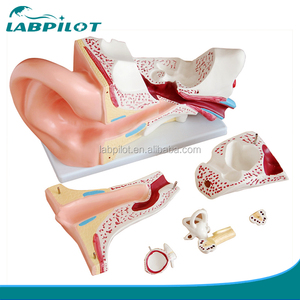 Dev Kulak Modeli 6 parça, Kulak yapısı modeli, Anatomik İnsan Kulak Modeli - Product Image 1