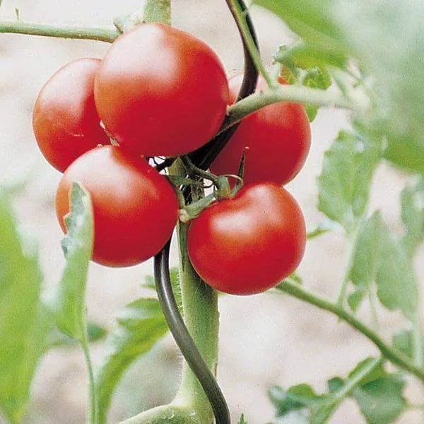 Suporte de planta de preço barato, fio/tomate para crescimento espiral/vara de suporte de grappe