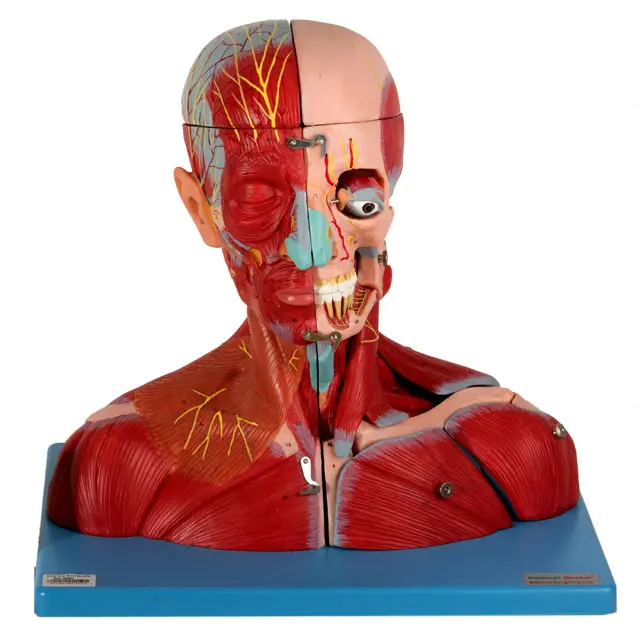 GD/A18212 Kopf und Hals mit Gefäßen, Nerven und Gehirn (medizinisches Modell, anatomisches Modell)