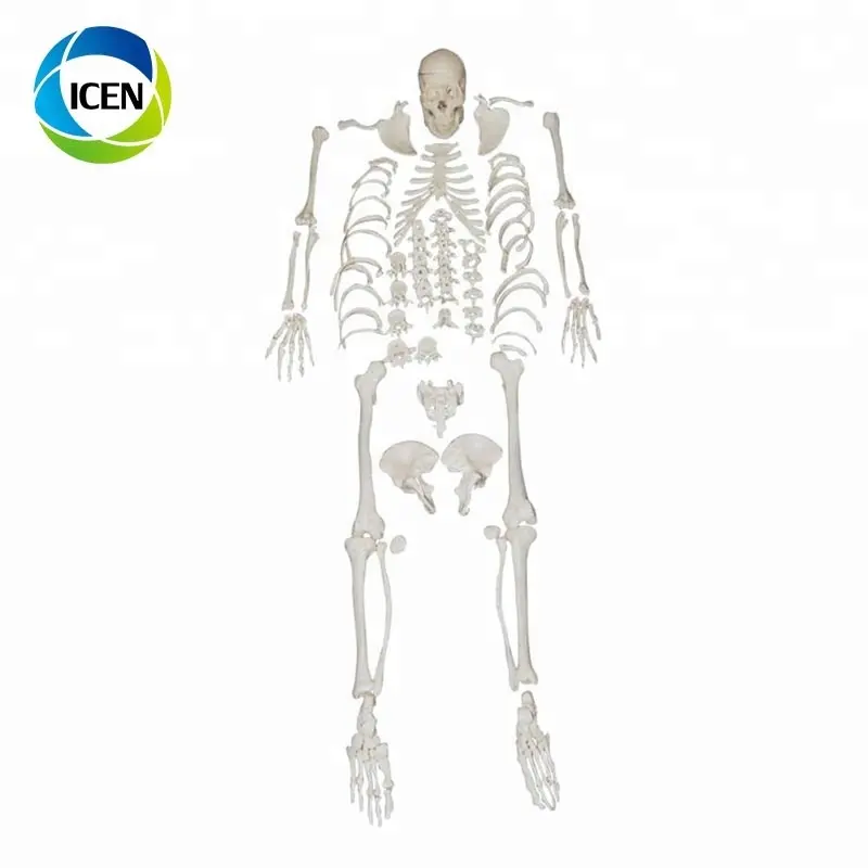 في-101 مستشفى معدات طبية Disarticulated الجسم كله قالب هيكل عظمي ، Disarticulated الهيكل العظمي مع الجمجمة