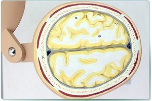 Kopf abschnitt modell Menschliches gehirn anatomisches modell Gehirn transection modell - Product Image 6