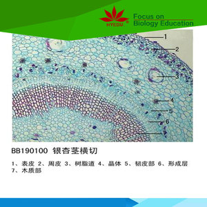 Artículos fijos para cada nivel, estudiantes, estudio de células madre de plantas, portaobjetos de microscopio preparados - Product Image 6