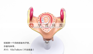 HM-BD-047ทารกในครรภ์การพัฒนาชุด Embryonic การพัฒนาชุดทารกในครรภ์การพัฒนาชุด8ชิ้น - Product Image 2