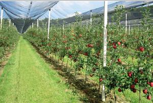 Ultimo Stile HDPE Apple Tree Anti Grandine Netto per L'agricoltura - Product Image 2