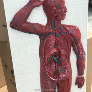 Plastic 3D <strong>Human</strong> Lymphatic Circulation System Anatomy Model - Product Image 4