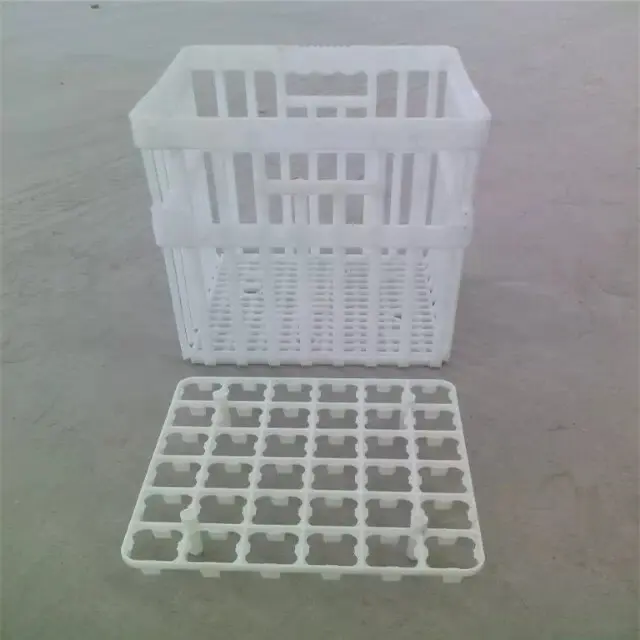 Cage à poulet avec planche de séparation, cage de transport, cage à œufs