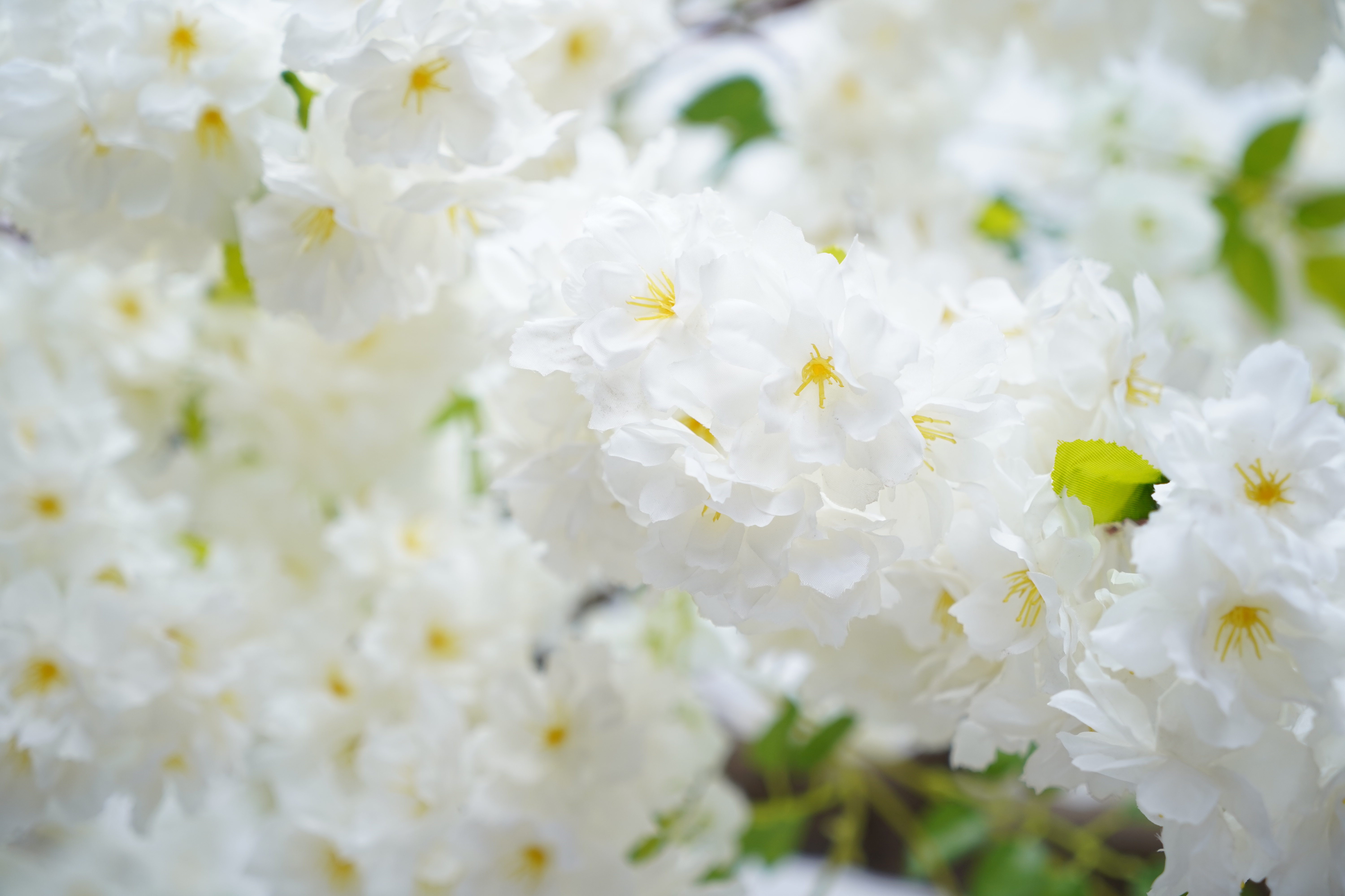 Blanc