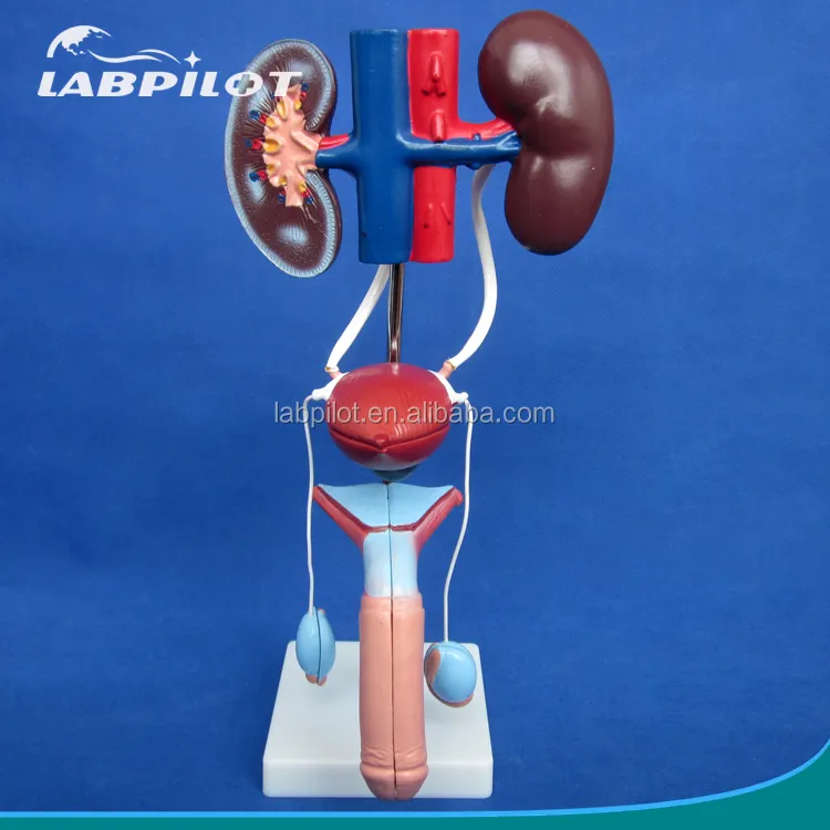 Maschio Modello di Sistema Urogenitale, Anatomico Modello Urinario