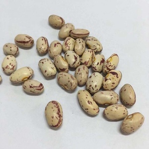 Pinto Bean Light 斑点芸豆待售