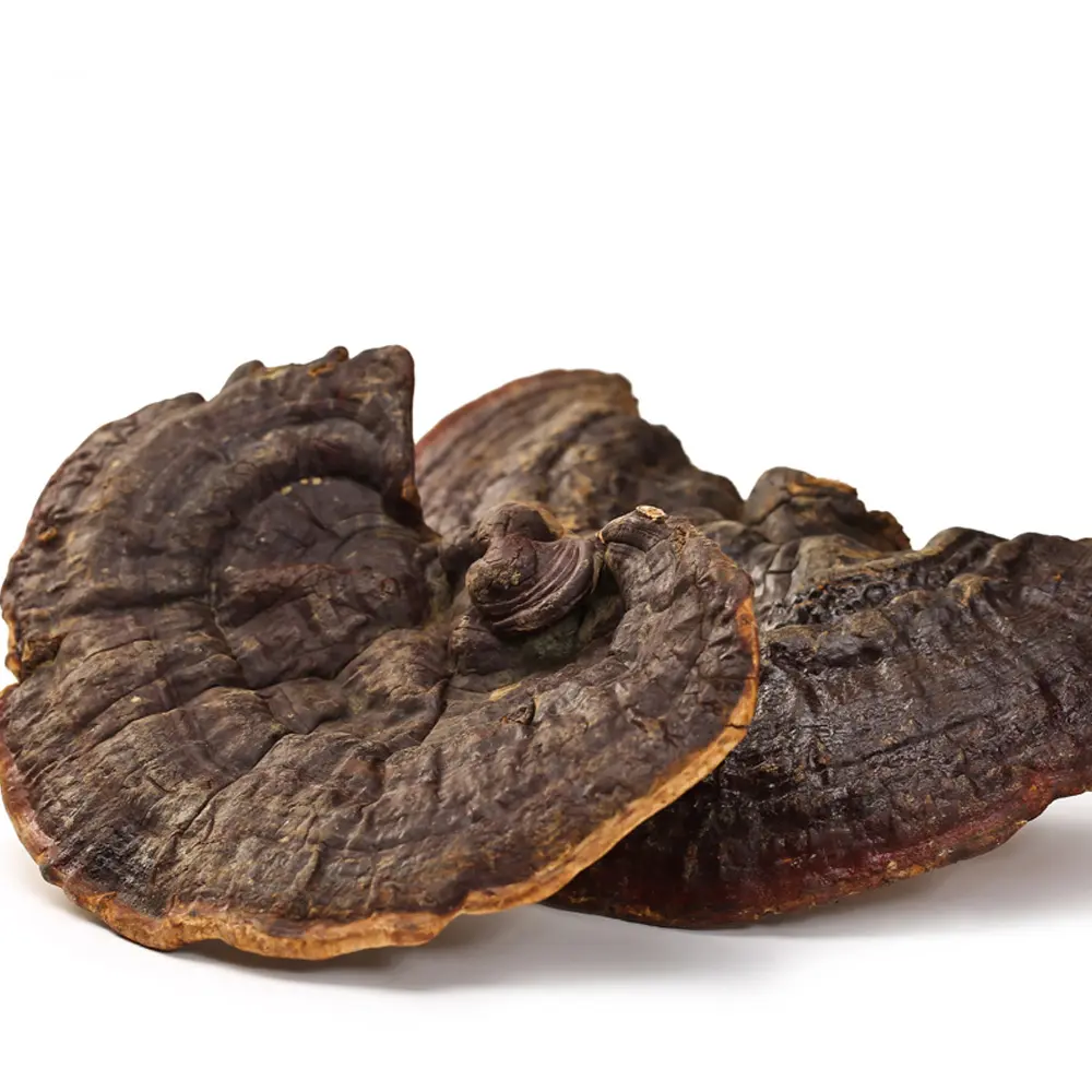 Ganoderma lucidum