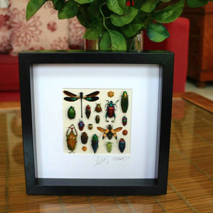 High Quality <strong>10x10</strong> square Specimen Display Taxidermy Real Insects Shadow Box Picture <strong>Frame</strong> for Collection and Decor - Product Image 3