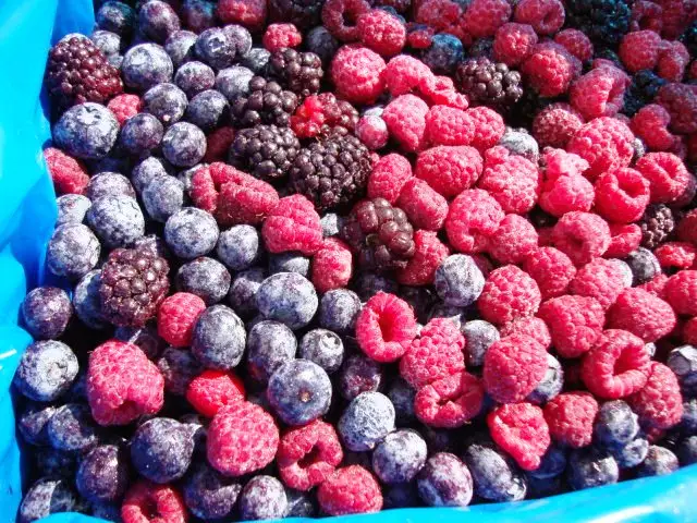 IQF 냉동 과일 블랙베리 블루 베리 라즈베리 딸기 IQF 냉동 혼합 딸기