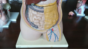กายวิภาคศาสตร์และสรีรวิทยาตุ๊กตาลำตัวมนุษย์