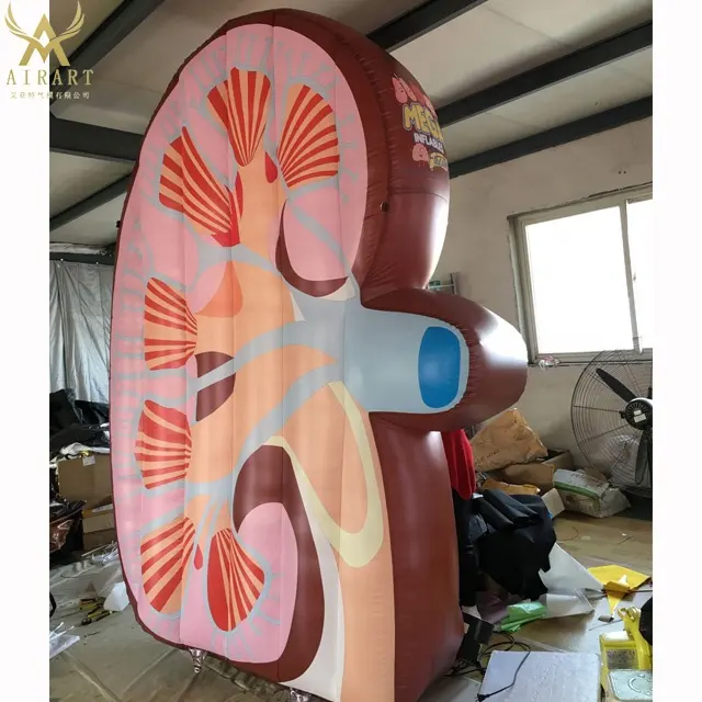 best sale inflatable kidney model ,customized body inflatable products