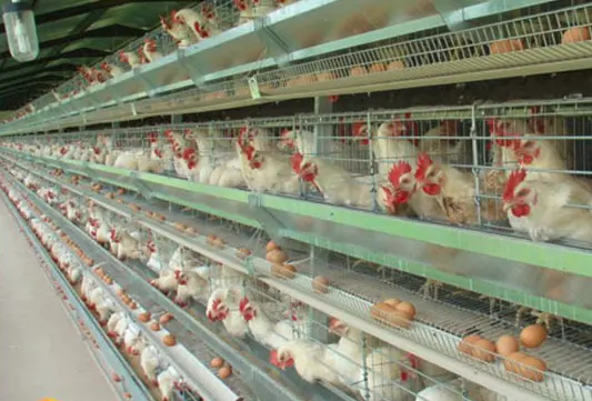 Poultry Farm Automatic Chicken Layer Cage of A type for Farm with 3layer,4layer,5layer (Hot galvanized/Electric galvanized)