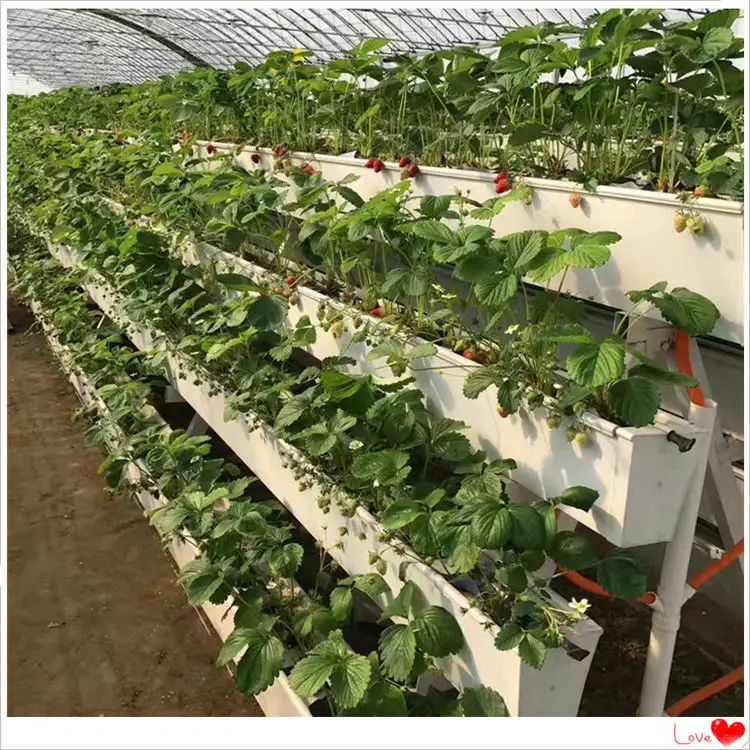 Sistemas de cultivo de fresa hidropónica baratos